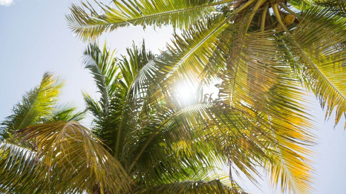 Naples Summer Storms: Lightning Safety Tips 1 featured 1750960368.747435 06404235 Naples Summer Storms: Lightning Safety Tips