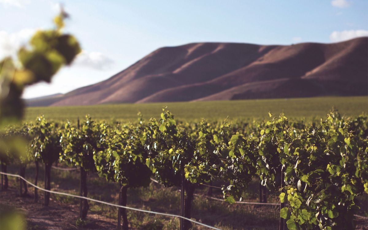 The California wine region that you need to visit now 1 travel post the california wine region that you need to visit now 14dc1357 The California wine region that you need to visit now