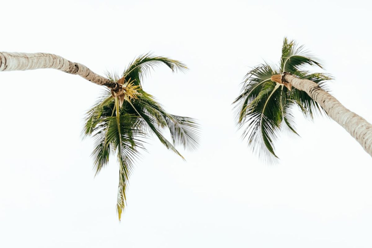 Naples's Mysterious Temperature Ceiling: Why 100 Degrees Remains Untouched 1 featured 1753947941.34918 24a96cbf Naples's Mysterious Temperature Ceiling: Why 100 Degrees Remains Untouched