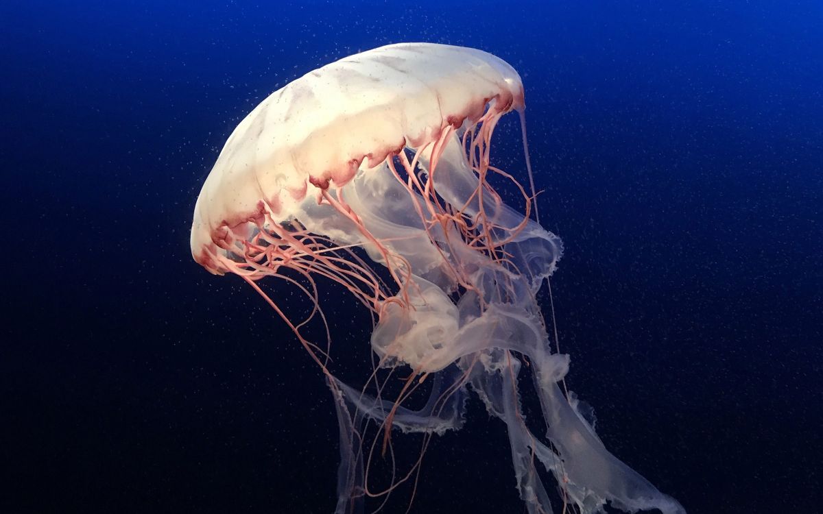 Exploring hidden marine species with Steve Vernon 1 science post exploring hidden marine species with steve vernon 3c7123b3 Exploring hidden marine species with Steve Vernon