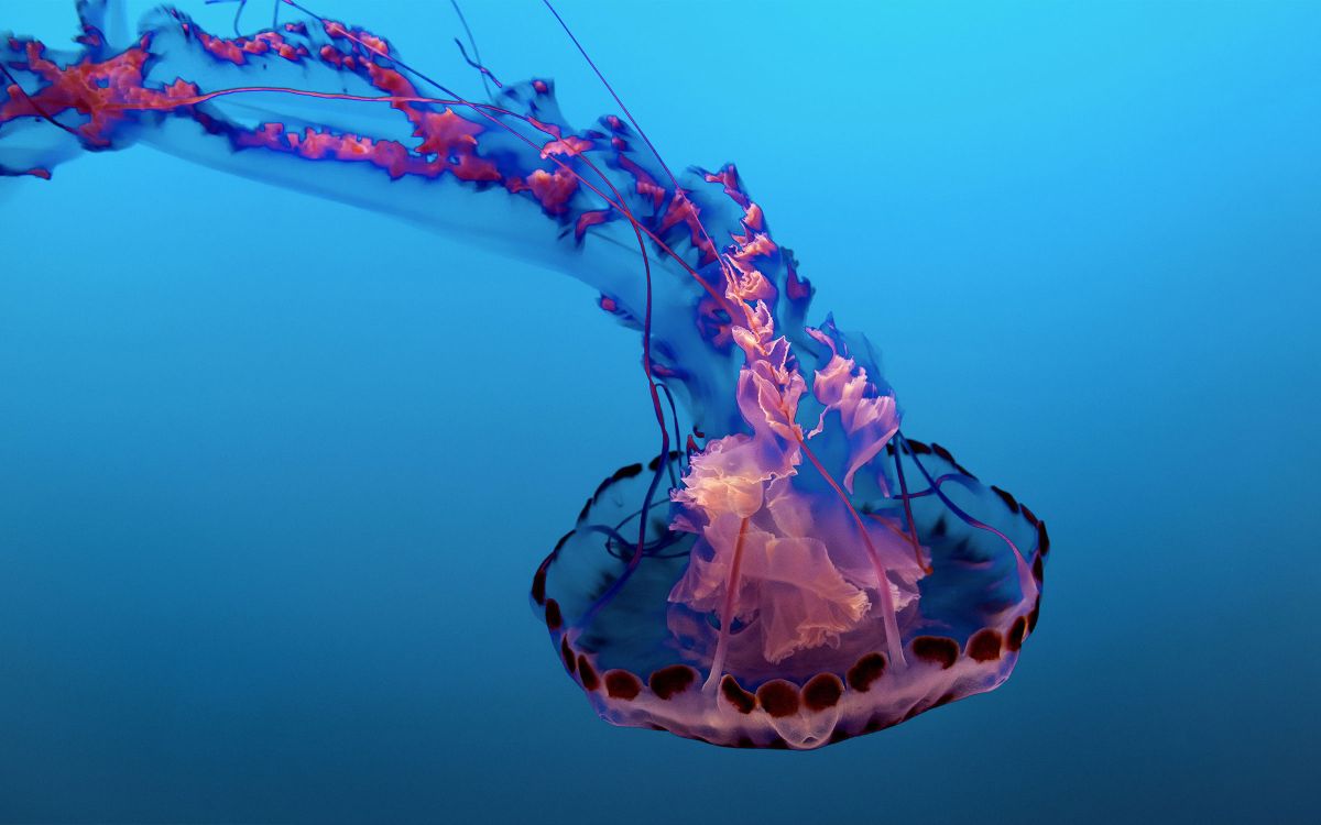 What you should know about jellyfish season 1 science post what you should know about jellyfish season 3f55294a What you should know about jellyfish season