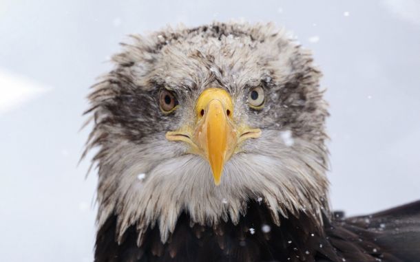science post bald eagle removed from endangered species list 4eef7717 Exploring hidden marine species with Steve Vernon