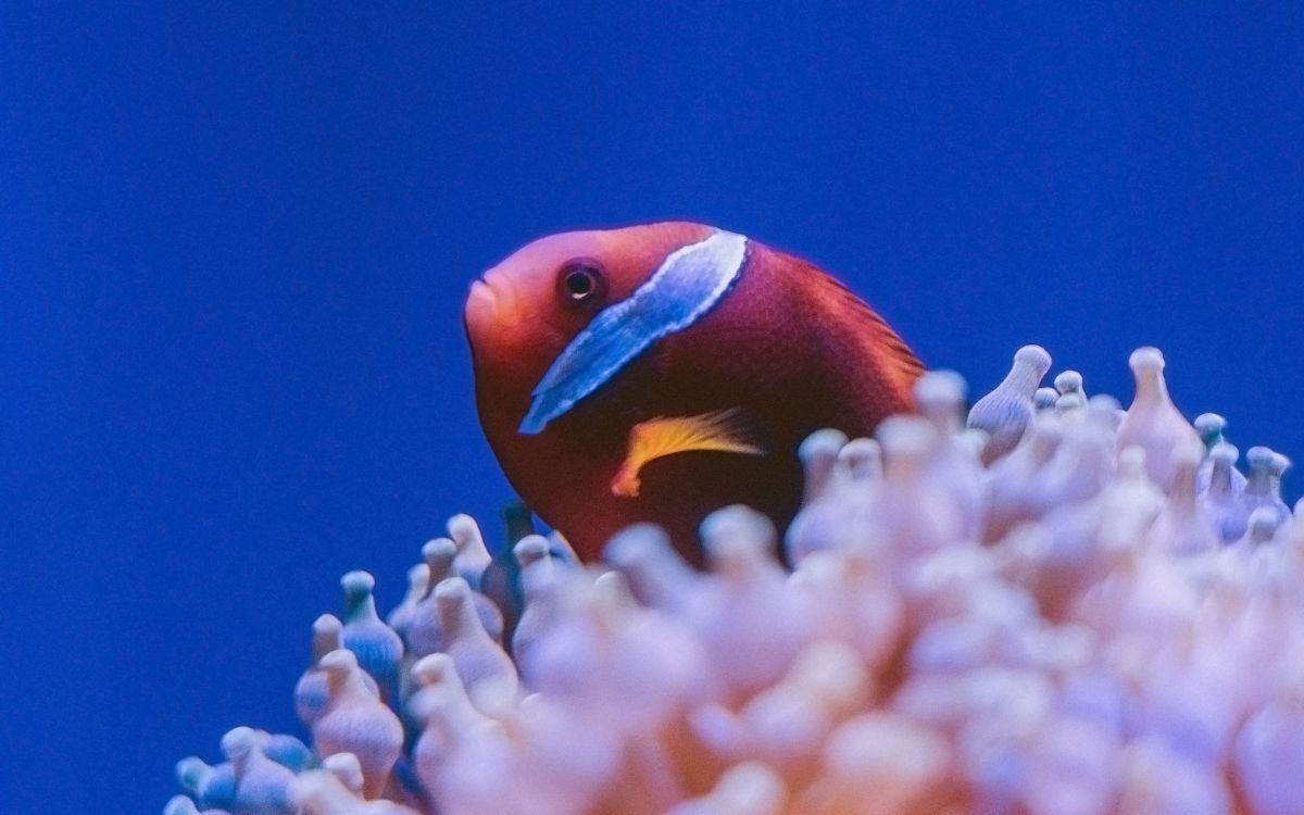Keep your anemones close – Typical symbiotic relationships 1 science post keep your anemones close 539d0f13 Keep your anemones close – Typical symbiotic relationships