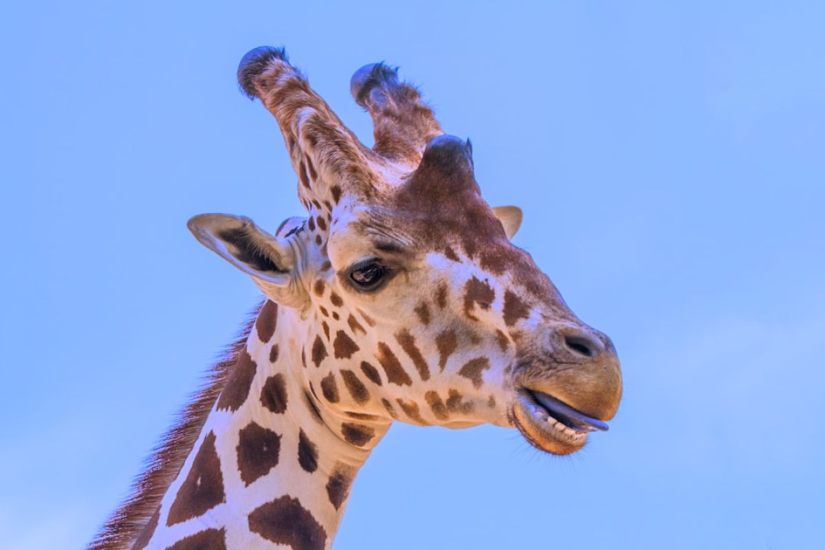 Explore Florida's Wildlife Through Art 1 featured 1751316766.312741 5ae28b71 Explore Florida's Wildlife Through Art