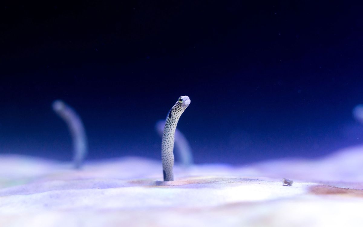 In the deepest seas most mysterious life forms can be found 1 science post in deepest seas most mysterious life forms 96daa527 In the deepest seas most mysterious life forms can be found