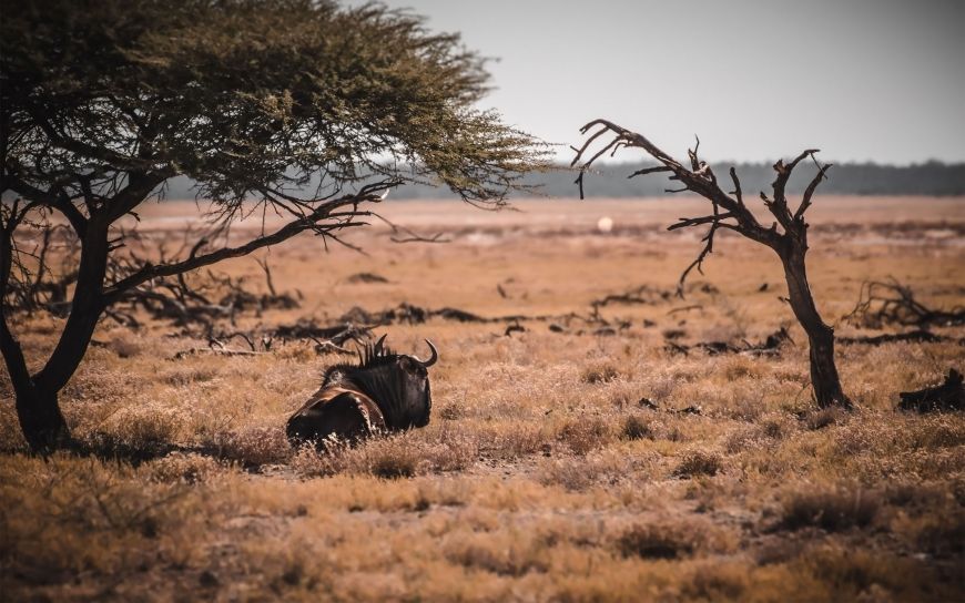 travel post ultimate guide to namibia costs routes and favorites a890a6c6 Ultimate guide to Namibia: Costs, routes, and favorites