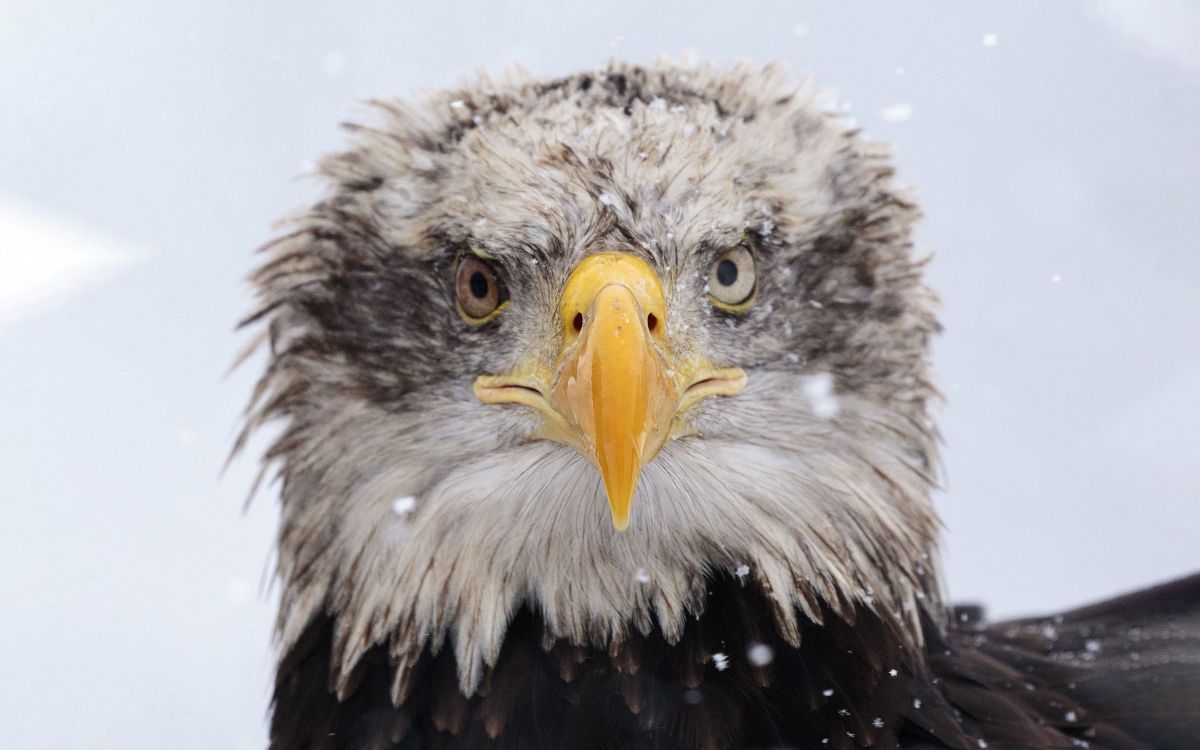 Bald Eagle removed from endangered species list – A success story 1 science post bald eagle removed from endangered species list b65f9f70 Bald Eagle removed from endangered species list – A success story