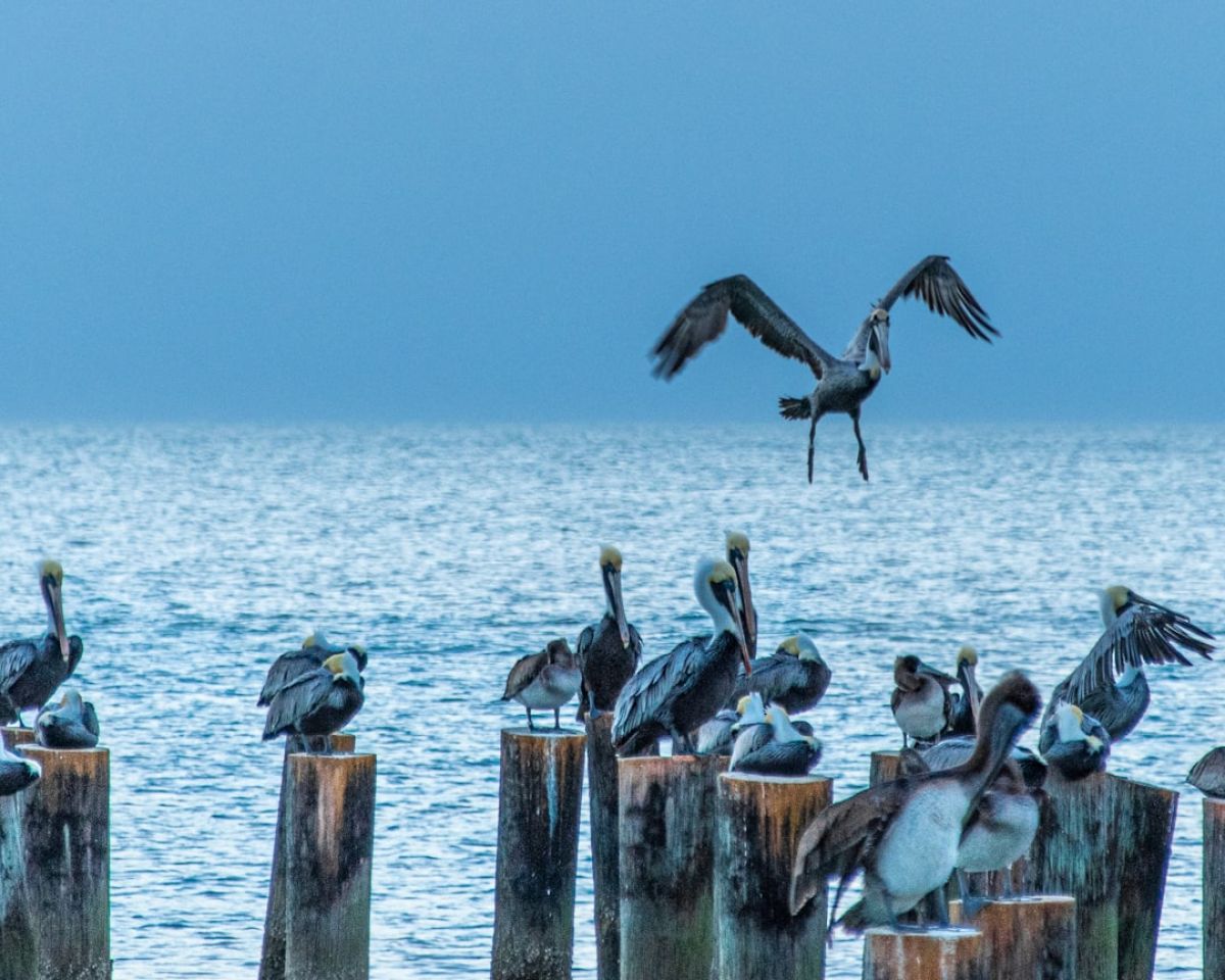 Deadly Bacteria Lurking in Paradise: Naples Beaches Face New Threat 1 featured 1754293536.369717 caa8e9a5 Deadly Bacteria Lurking in Paradise: Naples Beaches Face New Threat