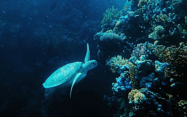 science post some coral reefs recovering cb75d4b1 Vietnam is still attempting to restructure its economy