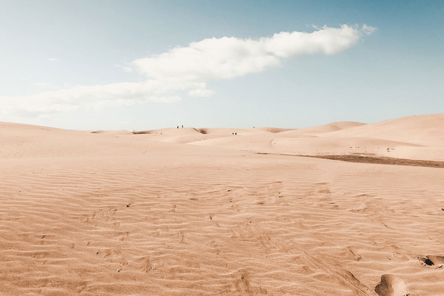 travel post consequences of rising heat for desert life image 01 Consequences of the rising heat for desert life