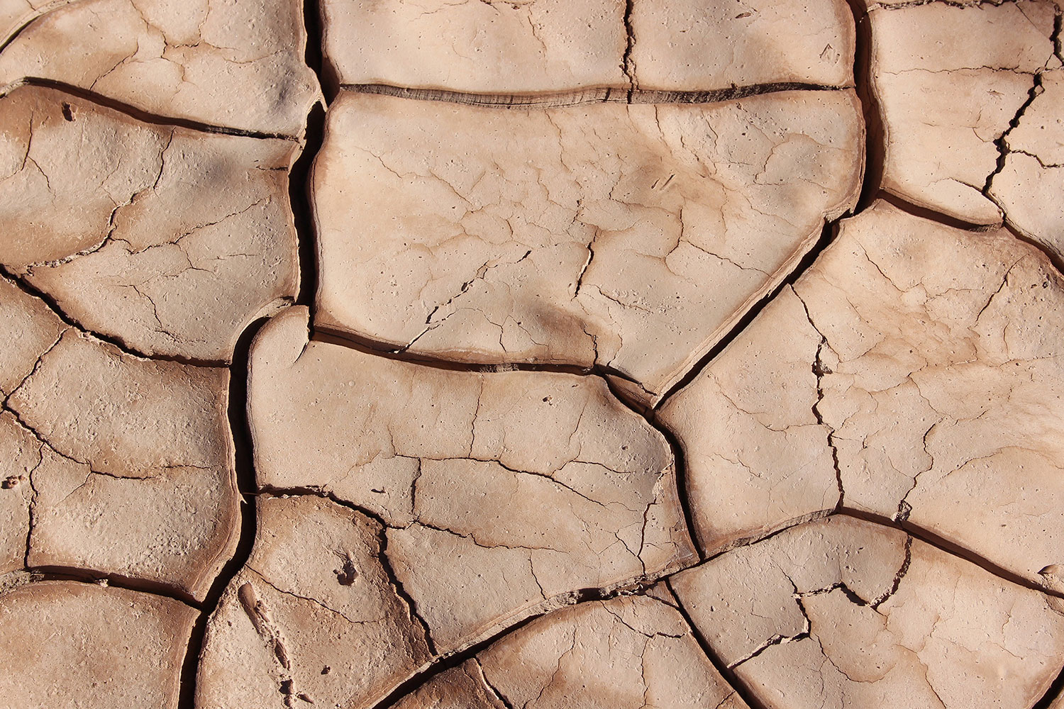 travel post consequences of rising heat for desert life image 02 Consequences of the rising heat for desert life